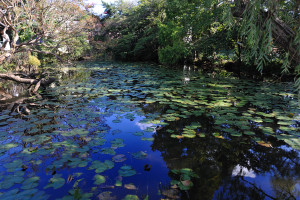 手児奈霊堂にある蓮池に写る秋の青空