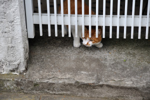 門をくぐって出ようとする猫
