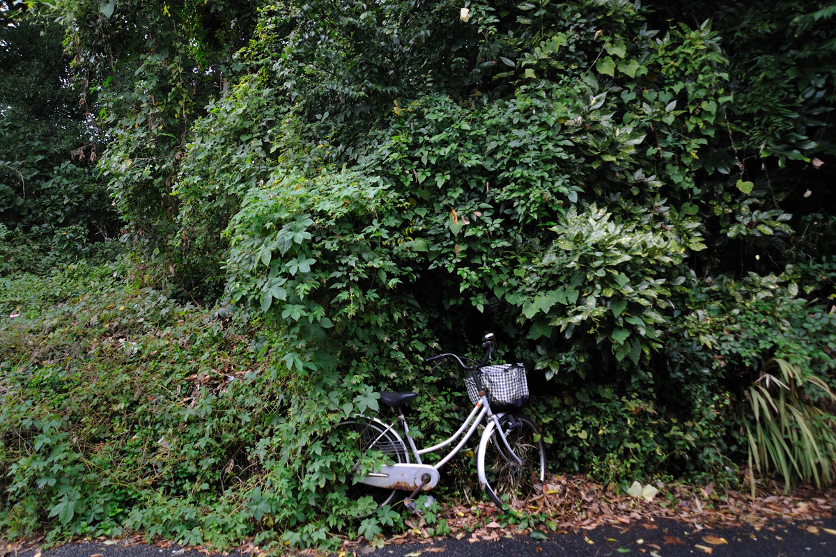 植物に取り囲まれつつある忘れられた自転車