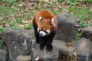 四川Lesser panda