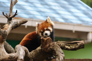 木に登る四川Lesser panda