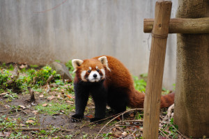 歩き回る四川Lesser panda