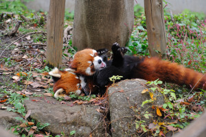 じゃれ合う四川Lesser panda