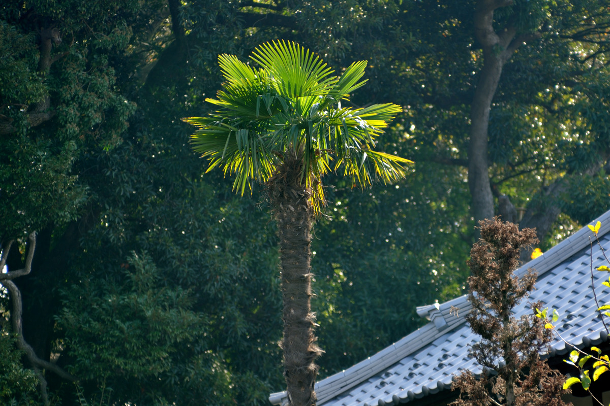 所願寺の棕櫚