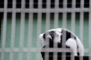 <b>市川市動物園</b>のエリマキキツネザル: 熱いねこは太鼓と写真が好き