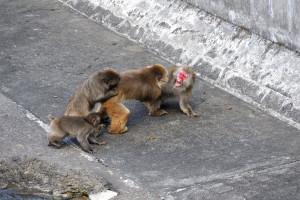 若い猿と小猿が背後から攻撃