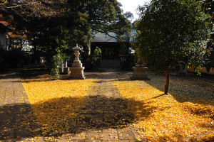 白幡神社の銀杏の黄葉の落ち葉