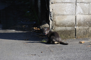 日向ぼっこしていたのに近づくので舌をだすねこ