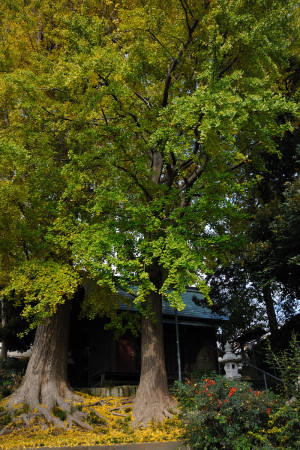 市川市下貝塚にある春日神社の11月27日の銀杏の黄葉