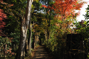 左には広大な果樹園があるようだ
