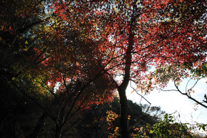 紅葉を太陽に透かして見てみる