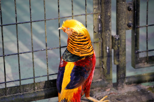 <b>市川市動物園</b>の金鶏（キンケイ）: 熱いねこは太鼓と写真が好き