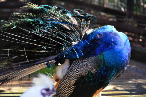 <b>市川市動物園</b>の孔雀: 熱いねこは太鼓と写真が好き