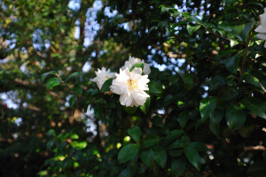 白幡天神社境内の白い山茶花