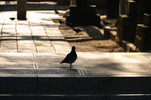 白幡天神社の正門に遊びに来た鳩