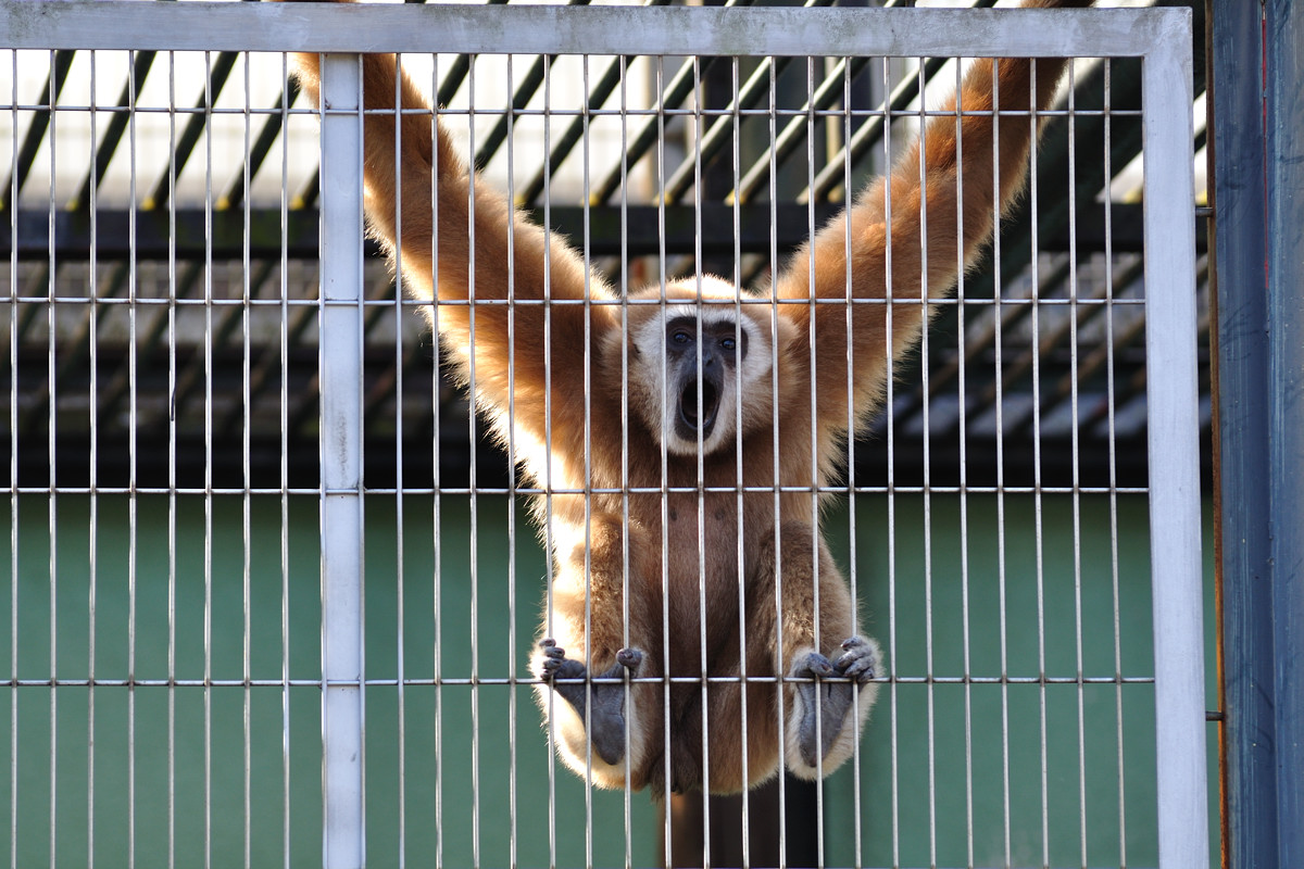市川市動物園で大きな声を出すのは白手手長猿