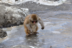 氷が冷たいのか踵で立ってみる子猿