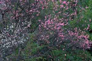 源森川沿いに咲く花