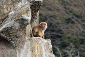 <b>市川市動物園</b>の可愛い猿たち: 熱いねこは太鼓と写真が好き
