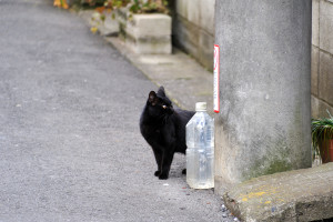 猫除けボトルに興味を示す黒猫