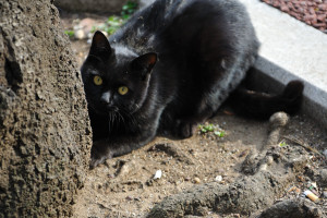 家から出てきておもむろに桜の根本で爪とぎをする黒猫