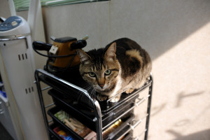 細面の床屋さんの猫