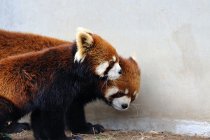 市川市動物園メイファ、イチ丸親子