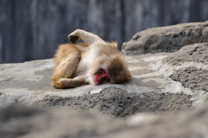 平穏な市川市動物園の猿山