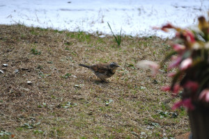 庭にやってきた鶇（ツグミ）