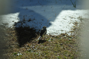 白鶺鴒（ハクセキレイ）もやってきた
