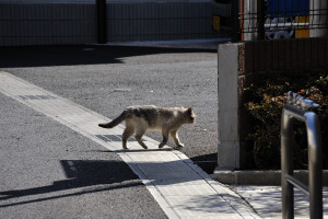 市川市内で見かけた猫