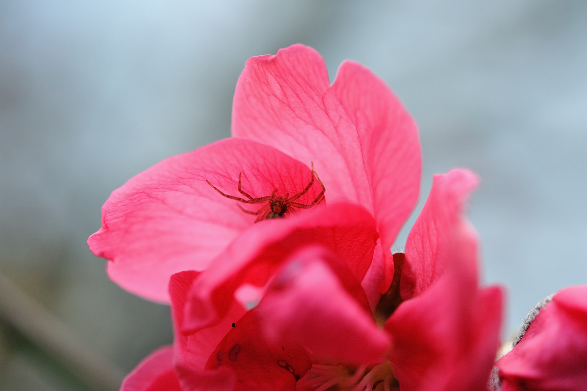 桃の花弁に隠れる蜘蛛