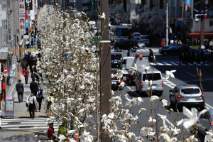 小伝馬町の歩道橋から辛夷