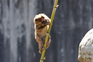 竹の枝をかじる猿