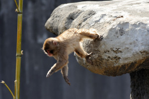 岩場から竹に飛び移ろうとする猿