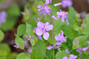 名前不明の花を撮りなおした