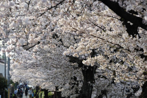 宮下橋 から宮久保橋真間川南