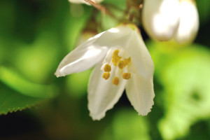 今年も咲き始めた卯の花（ウノハナ）