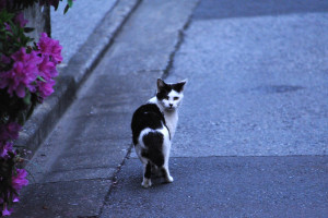 この子も東京スカイツリーを見ている見返り猫