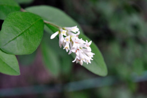 植物図鑑：水蝋（イボタ）