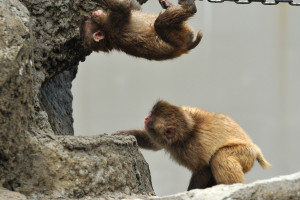 吊橋にぶら下がる小猿を覗き込む子猿