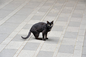 上野公園で黒猫