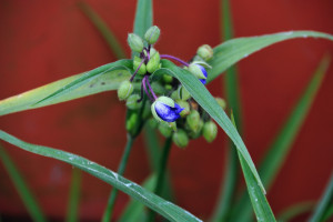 紫露草（ムラサキツユクサ）の蕾