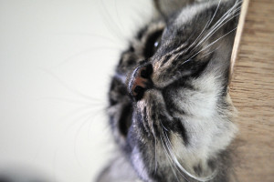 猫鼻