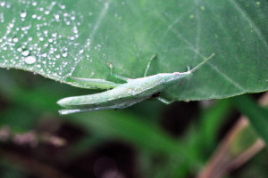 里芋の葉を歩く負飛蝗（オンブバッタ）の幼虫？