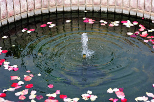 回転する薔薇の花弁