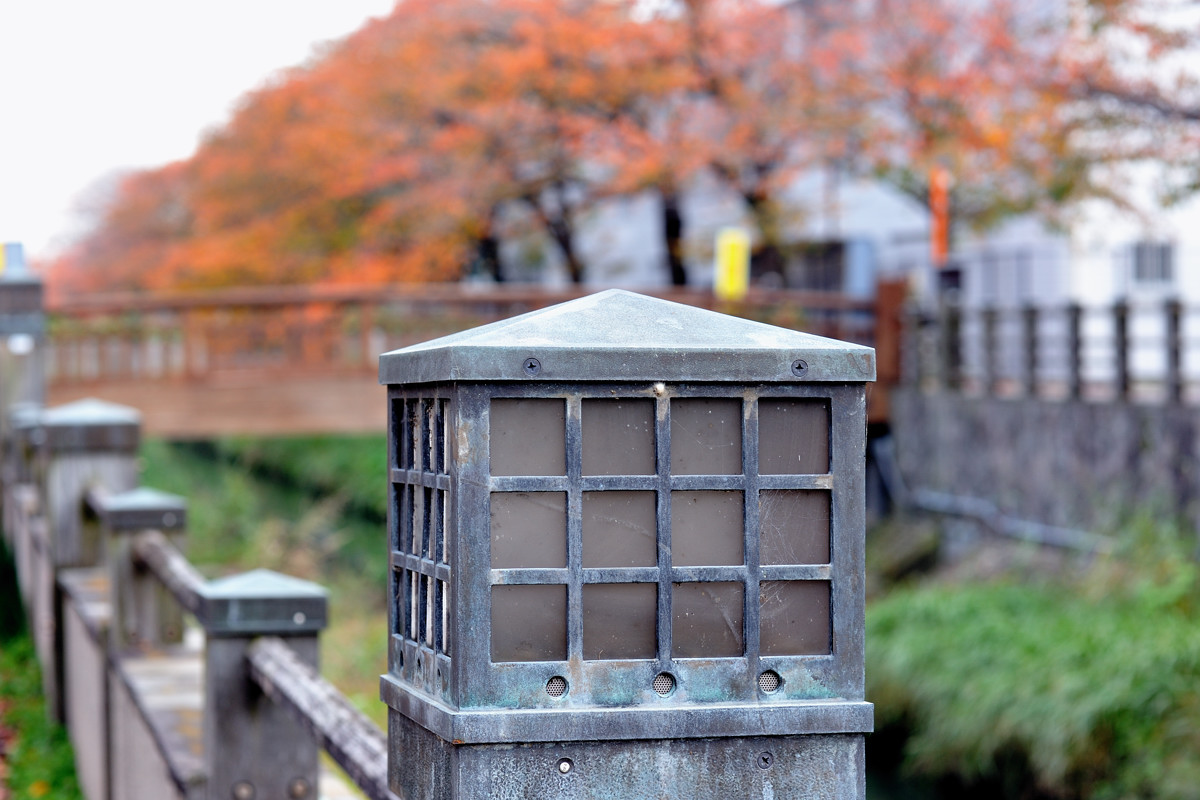 真間川の桜の紅葉