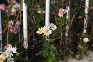 野路菊（ノジギク）