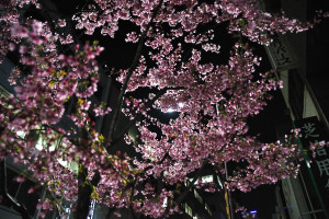 夜の阿亀桜