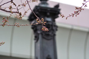 おまけ・・・日本橋脇の桜はまだ蕾